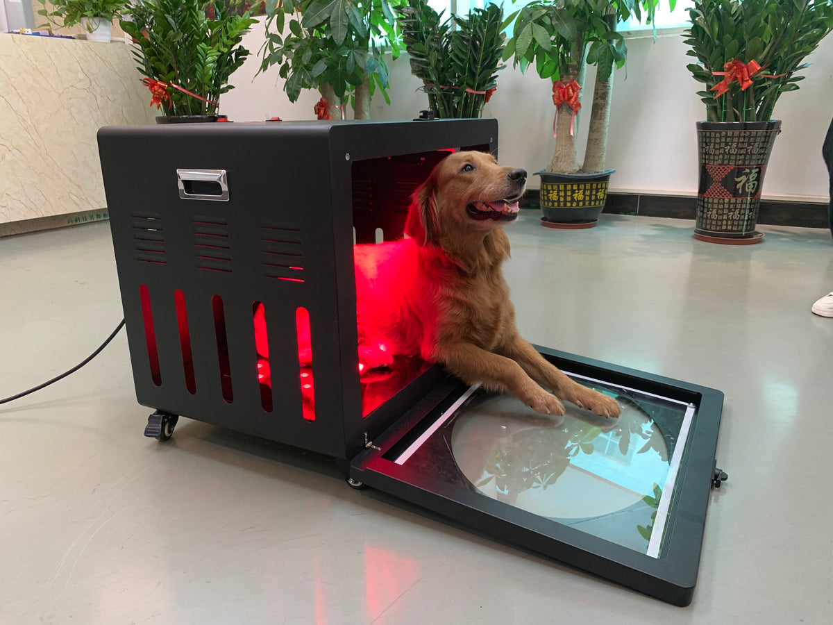 PT-LC100 Red Light Therapy Pet Bed